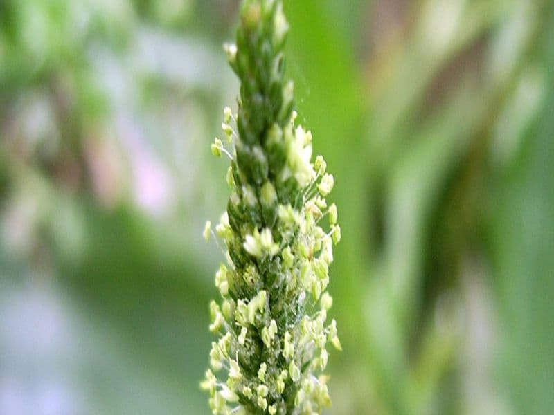 Was ist Karniyarık-Kraut (Bittersüß)?