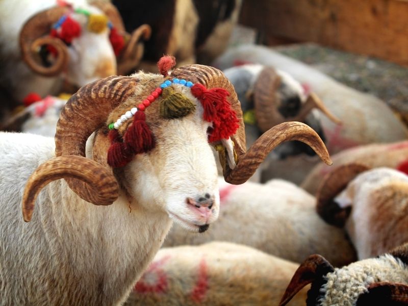 Ernährungstipps nach der Schlauchmagen-OP zum Opferfest | Dr. med. Türker Karabuğa